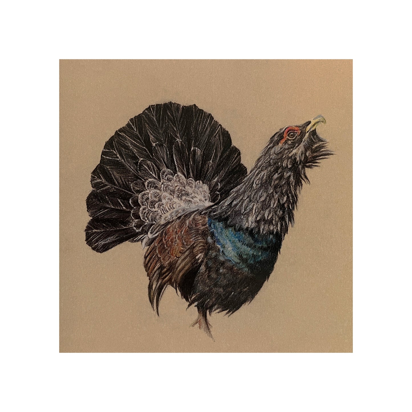 "Capercaillie" Signed Limited Edition Giclée Print