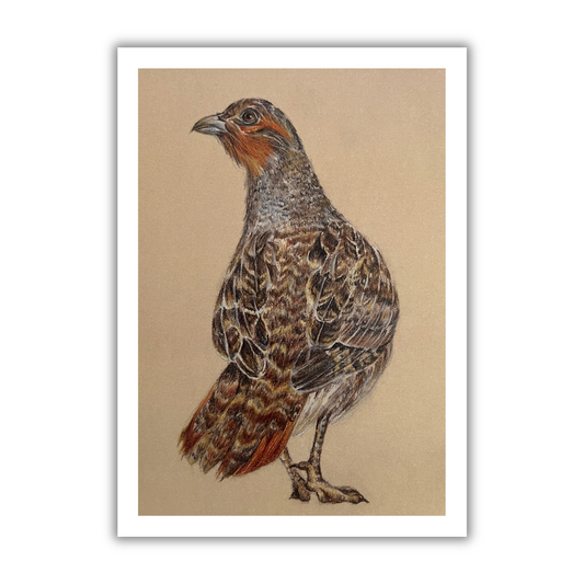 "English Partridge" Signed Limited Edition Giclée Print