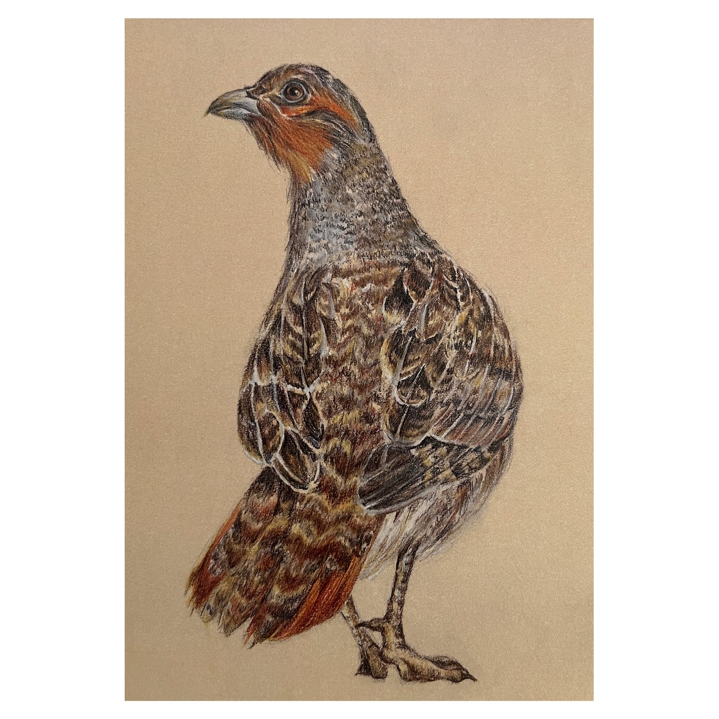 "English Partridge" Greetings Card