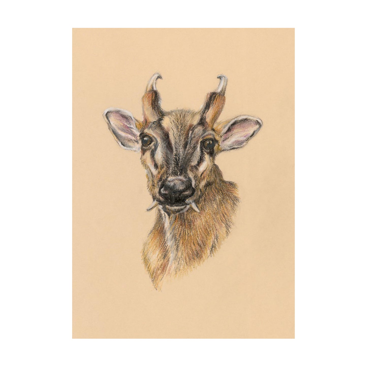 "Muntjac Buck" Signed Limited Edition Giclée Print