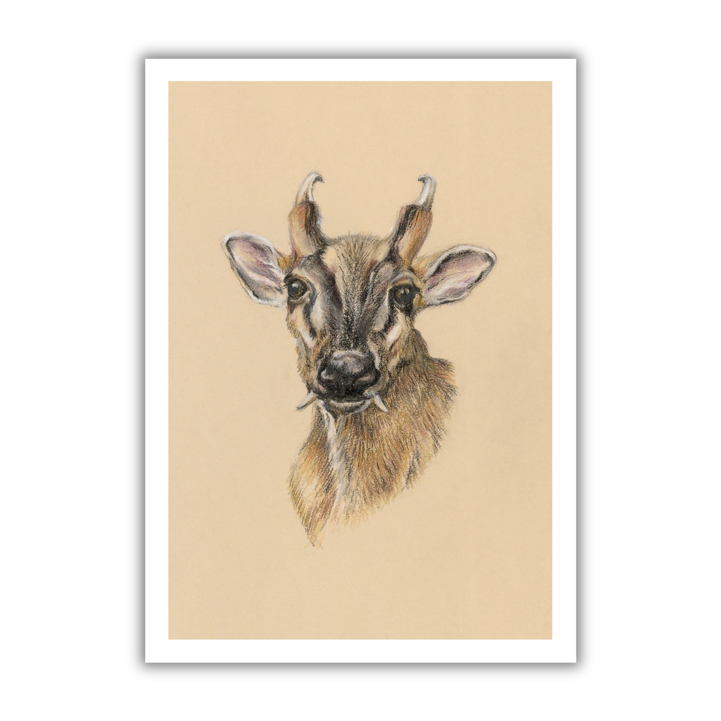 "Muntjac Buck" Signed Limited Edition Giclée Print