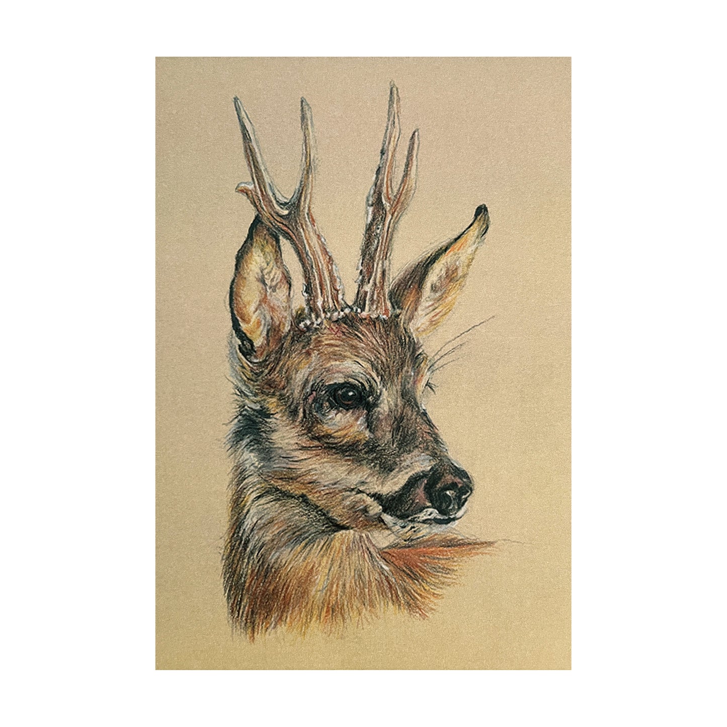 "Roe Buck" Greetings Card
