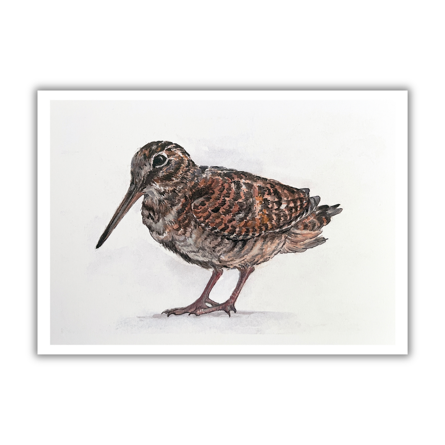 "Standing Woodcock 2" Greetings Card