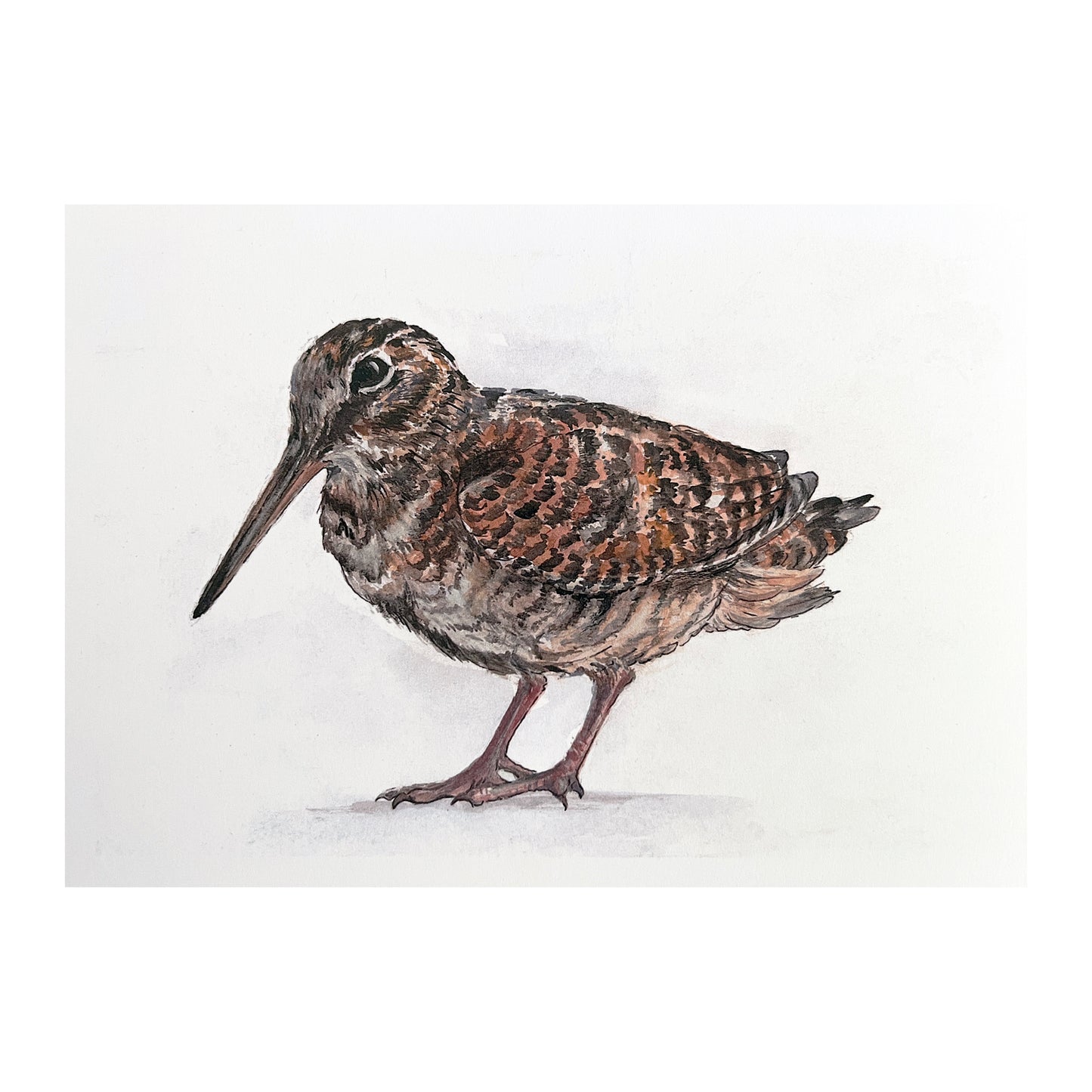 "Standing Woodcock 2" Greetings Card