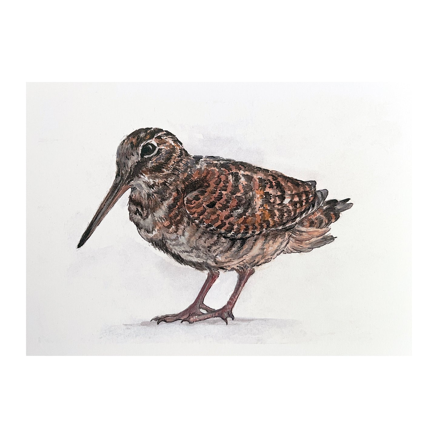 "Standing Woodcock 2" Signed Limited Edition Giclée Print