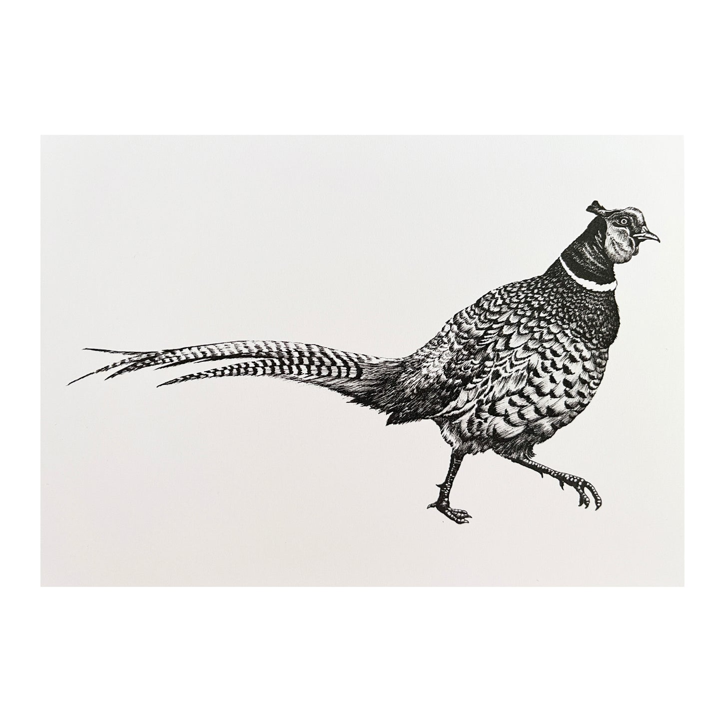 "Striding Pheasant" Greetings Card