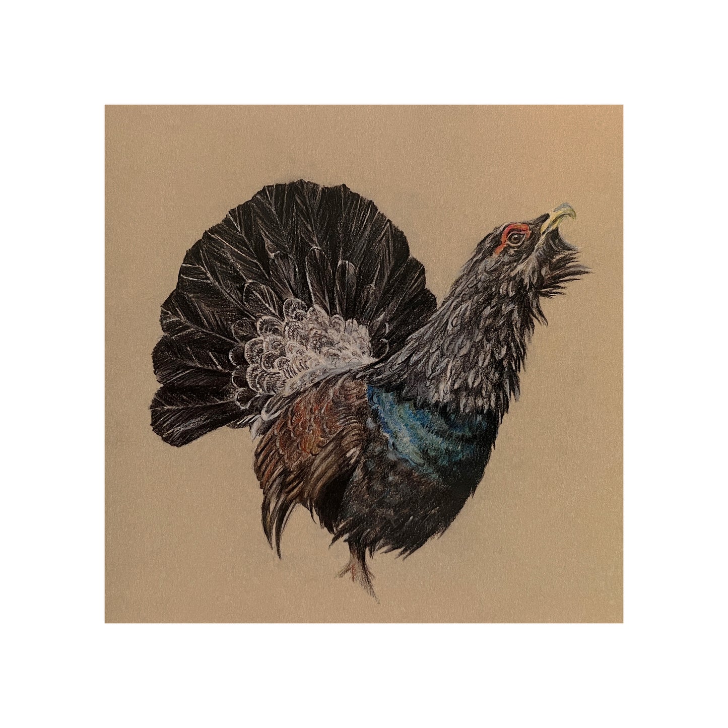 "Capercaillie" Greetings Card