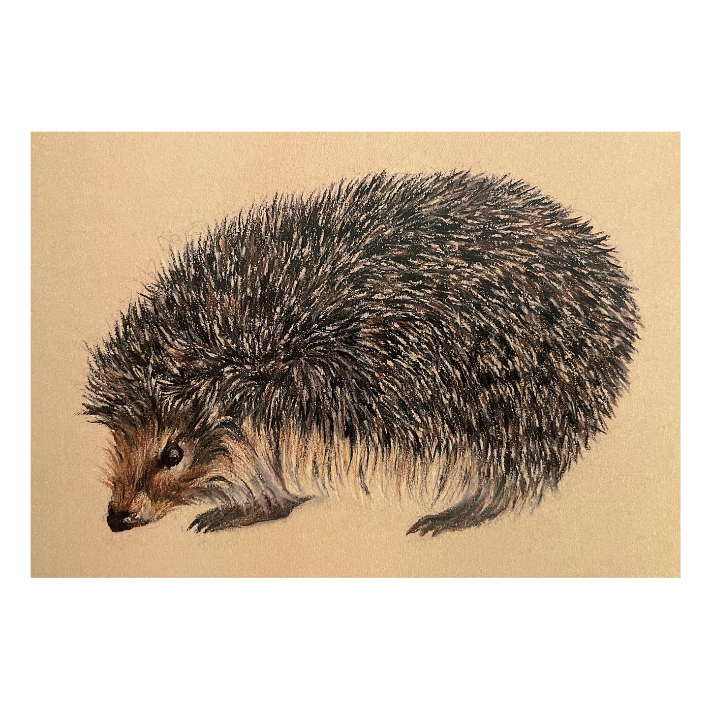 "Hedgehog" Greetings Card